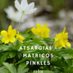 Atsargiai - matricos pinklės